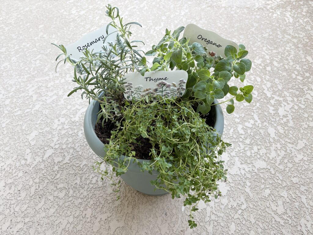easy herb garden with three herbs