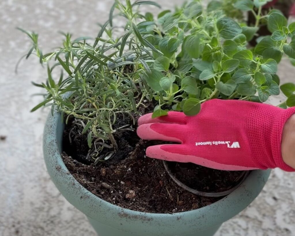 viral potting hack